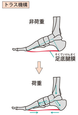 足のアーチと足底腱膜